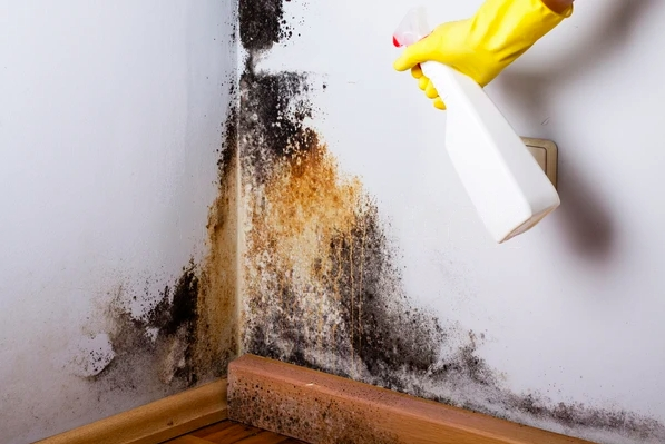 Commercial Mold Remediation