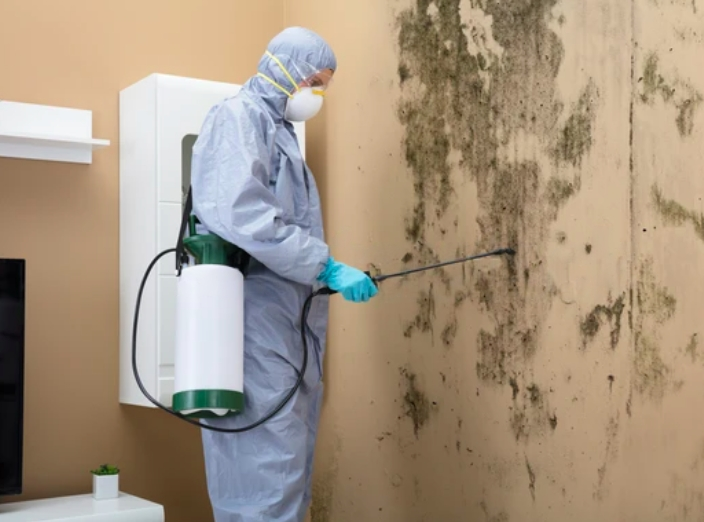 mold inspection service