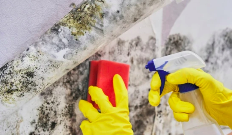 Commercial Mold Removal