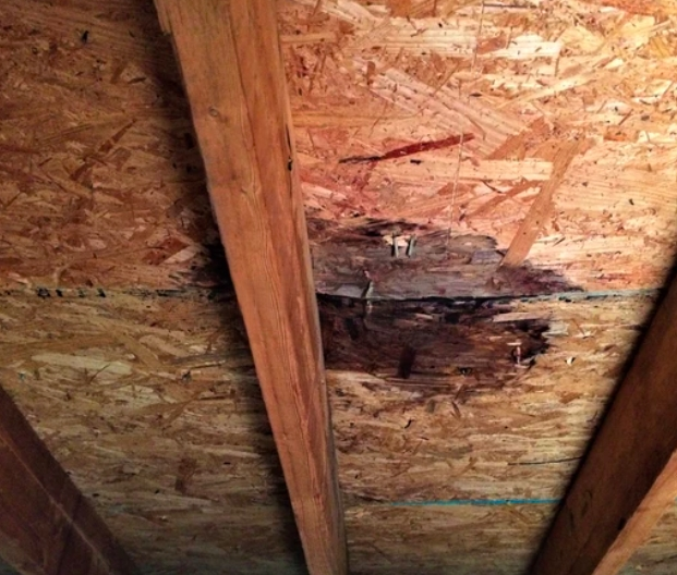 How to Remove Attic Mold Yourself?